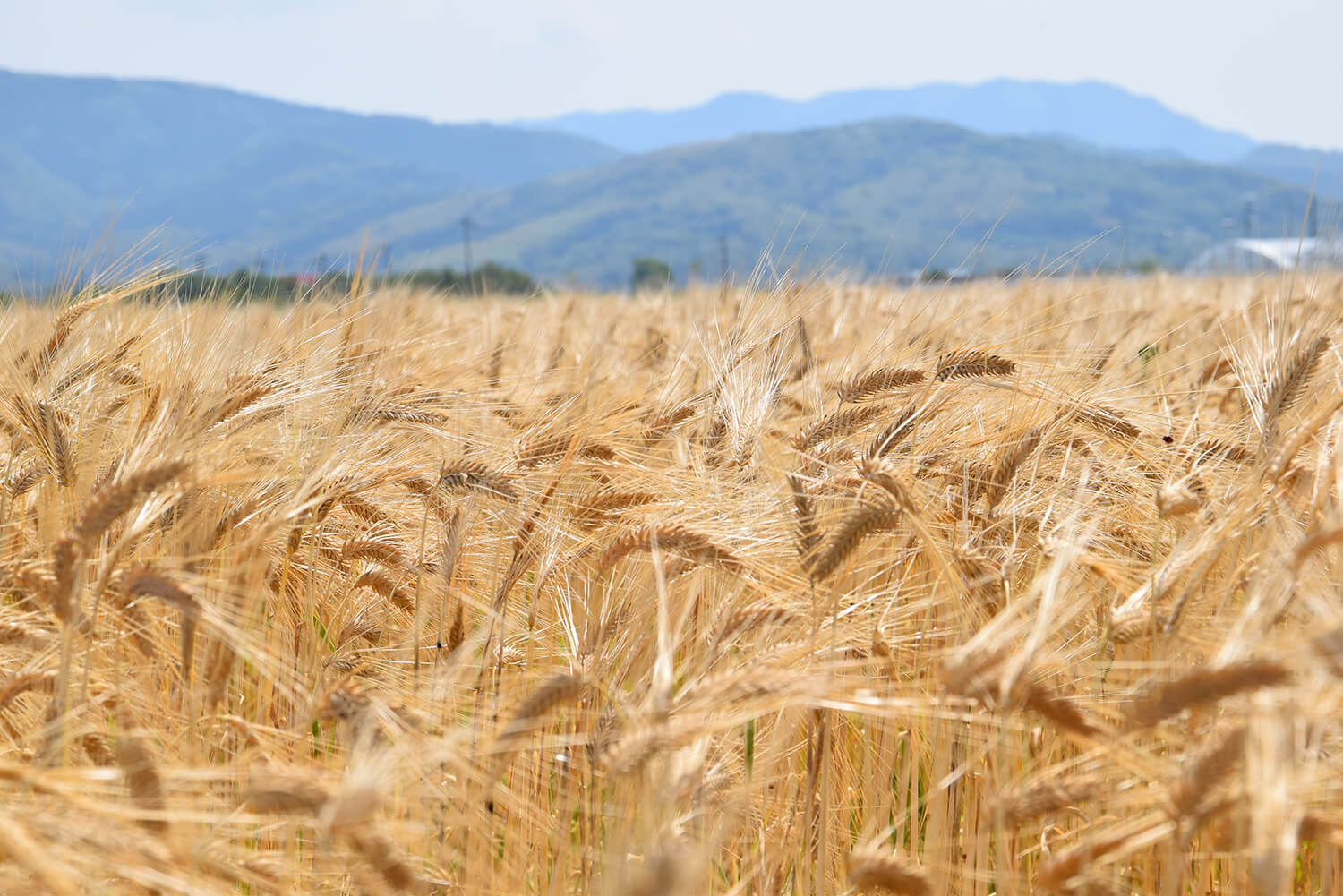 大麦農家の物語